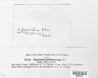 Chondrostereum purpureum image